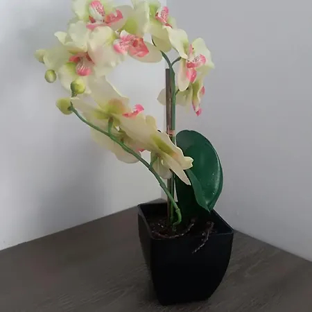 Apartman Lara شقة موستار